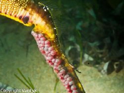 Another weedy seadragon male with eggs under the pier.  S... by Bill Van Eyk 